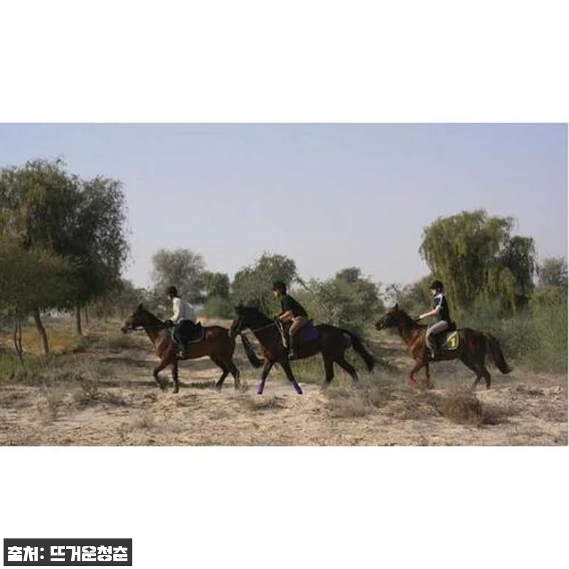 두바이 사막 공원 승마 체험 1시간 관련 이미지 1