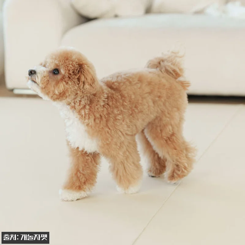 개놀자 슬림 실리콘 강아지 롤매트 사 관련 이미지 2