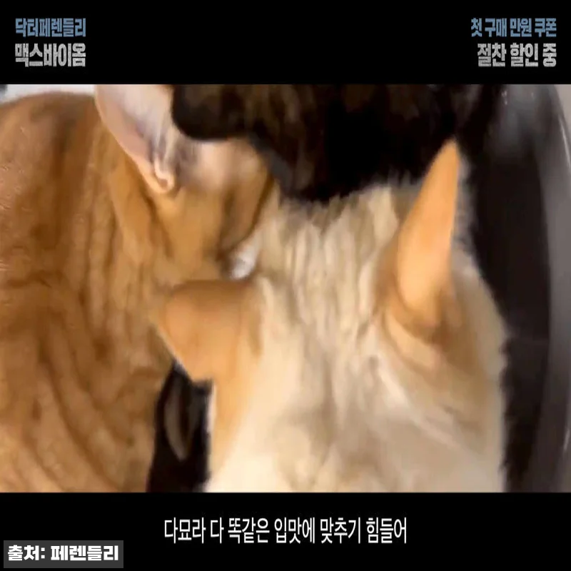 닥터페렌들리 강아지 유산균 고양이 프 관련 이미지 1