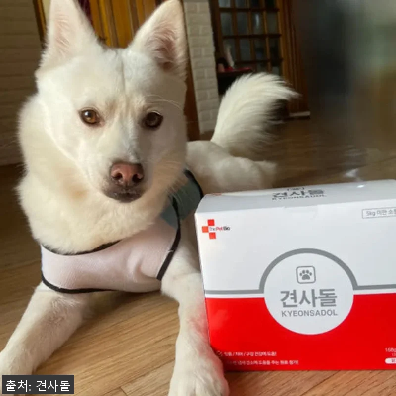 견사돌 4+1 닭고기 덴탈껌 사용후기 관련 이미지 3