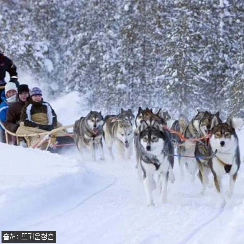 핀란드 로바니에미 동물 썰매 & 눈썰 관련 이미지 3