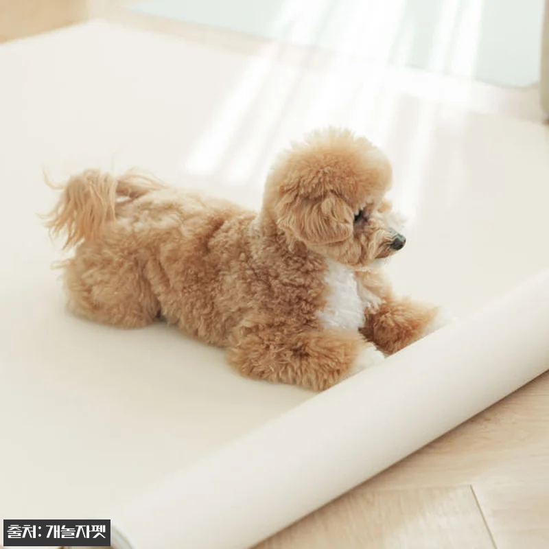 개놀자 슬림 실리콘 강아지 롤매트 사 관련 이미지 3