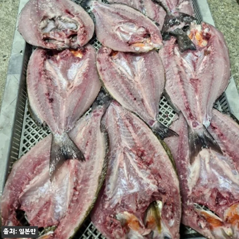 대마도 낚시 2박3일 세트팩 사용후기 관련 이미지 3
