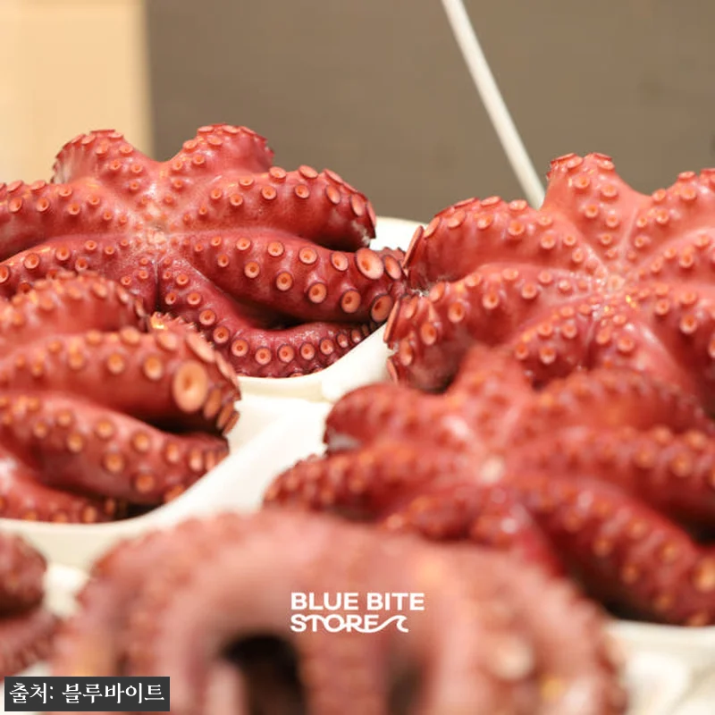 자숙문어 10kg 손질 피문어 냉동 관련 이미지 4