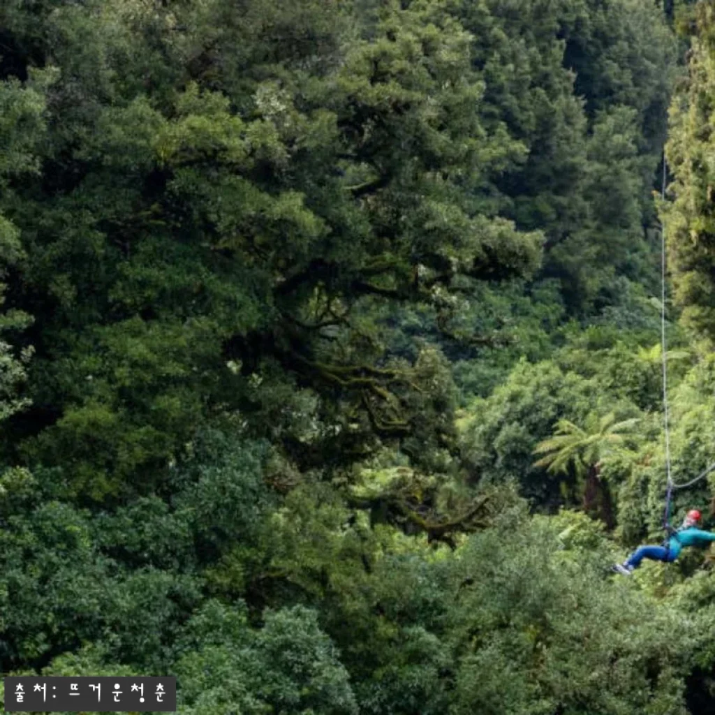 뉴질랜드 로토루아 포레스트 짚라인 궁극의 캐노피 투어 직접 체험 후기