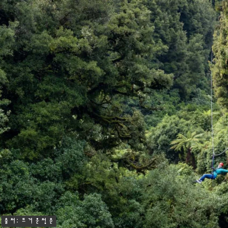 뉴질랜드 로토루아 포레스트 짚라인 궁극의 캐노피 투어 직접 체험 후기