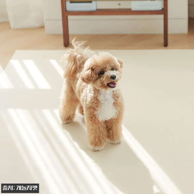 개놀자 슬림 실리콘 강아지 롤매트 사 관련 이미지 5