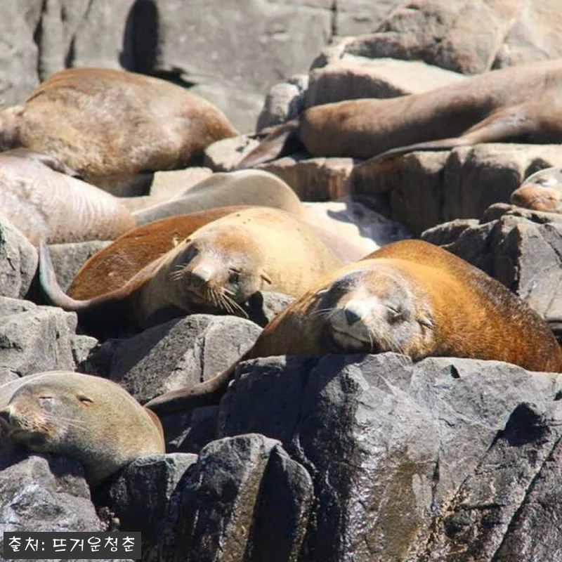 호주 태즈매니아 호바트 출발 브루니 관련 이미지 6