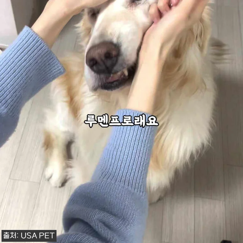 루멘프로 백내장 강아지 눈 영양제 사 관련 이미지 5