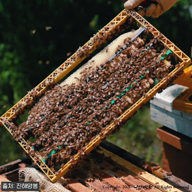 진해양봉 로얄제리 생로얄제리 50g 관련 이미지 5