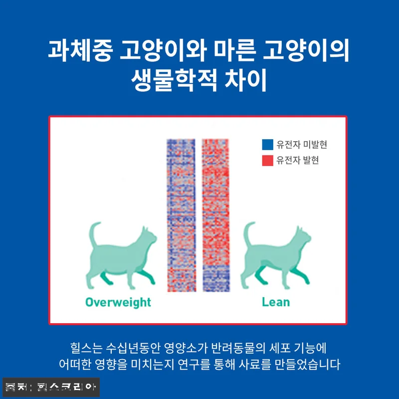 힐스 고양이사료 어덜트 퍼펙트 웨이트 관련 이미지 6