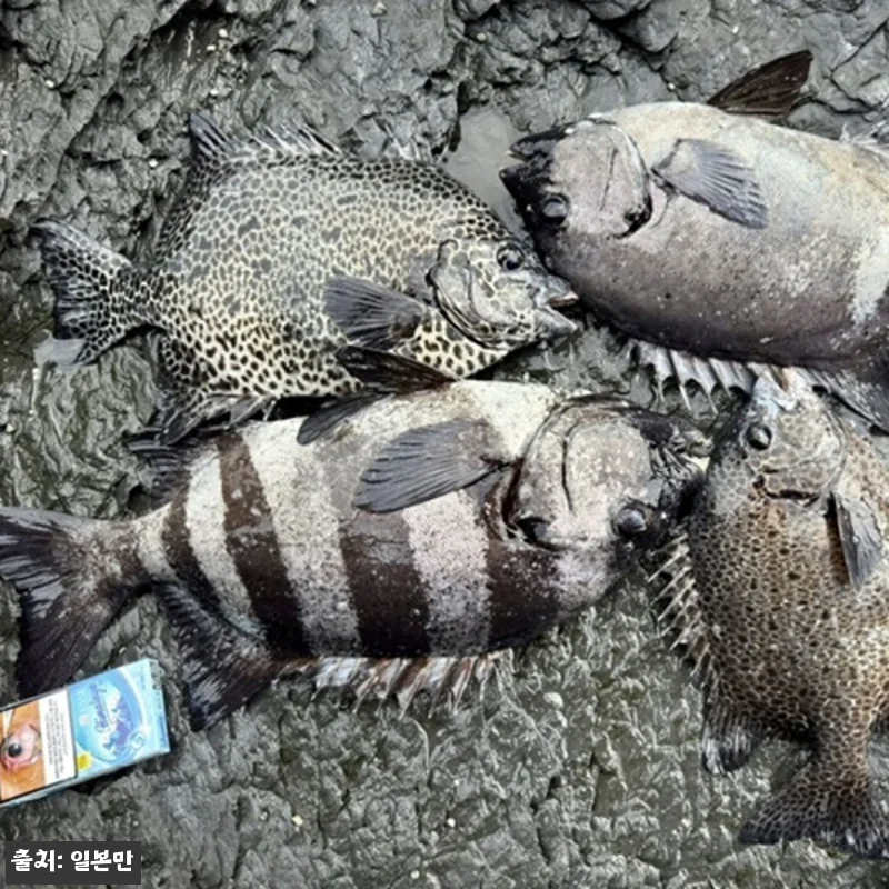 대마도 낚시 2박3일 세트팩 사용후기 관련 이미지 7