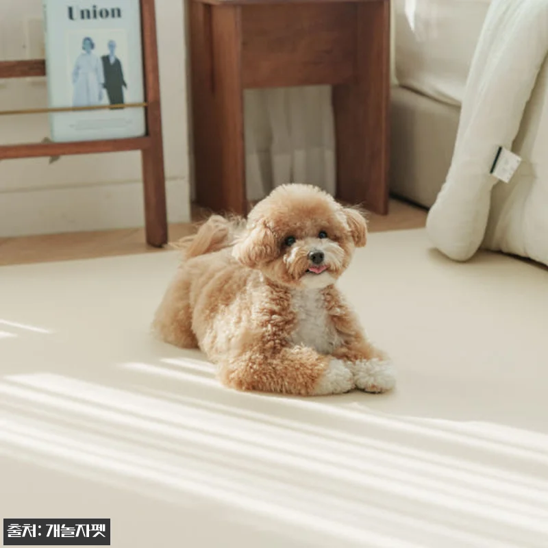 개놀자 슬림 실리콘 강아지 롤매트 사 관련 이미지 8