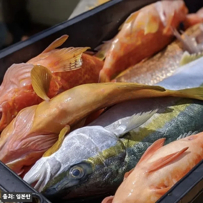 대마도 낚시 2박3일 세트팩 사용후기 관련 이미지 8