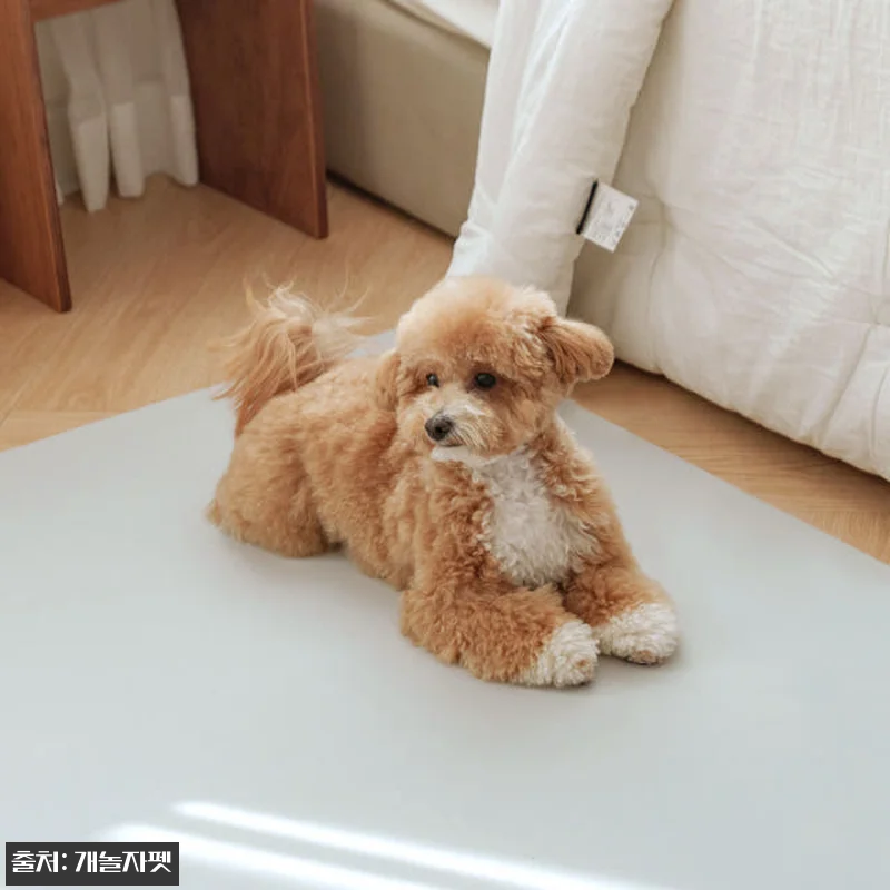 개놀자 슬림 실리콘 강아지 롤매트 사 관련 이미지 9