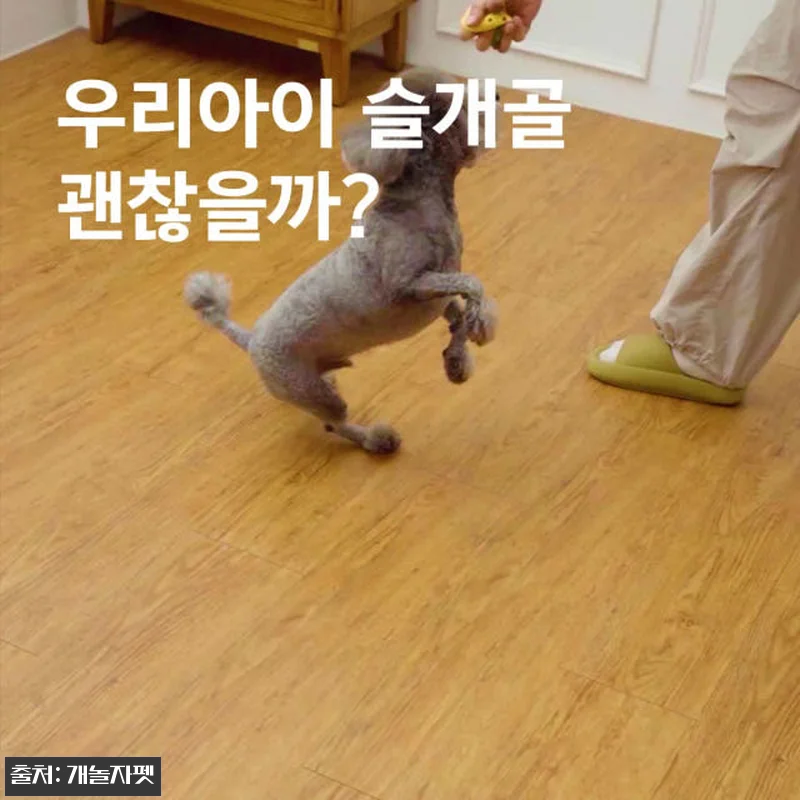 개놀자 슬림 실리콘 강아지 롤매트 사 관련 이미지 10