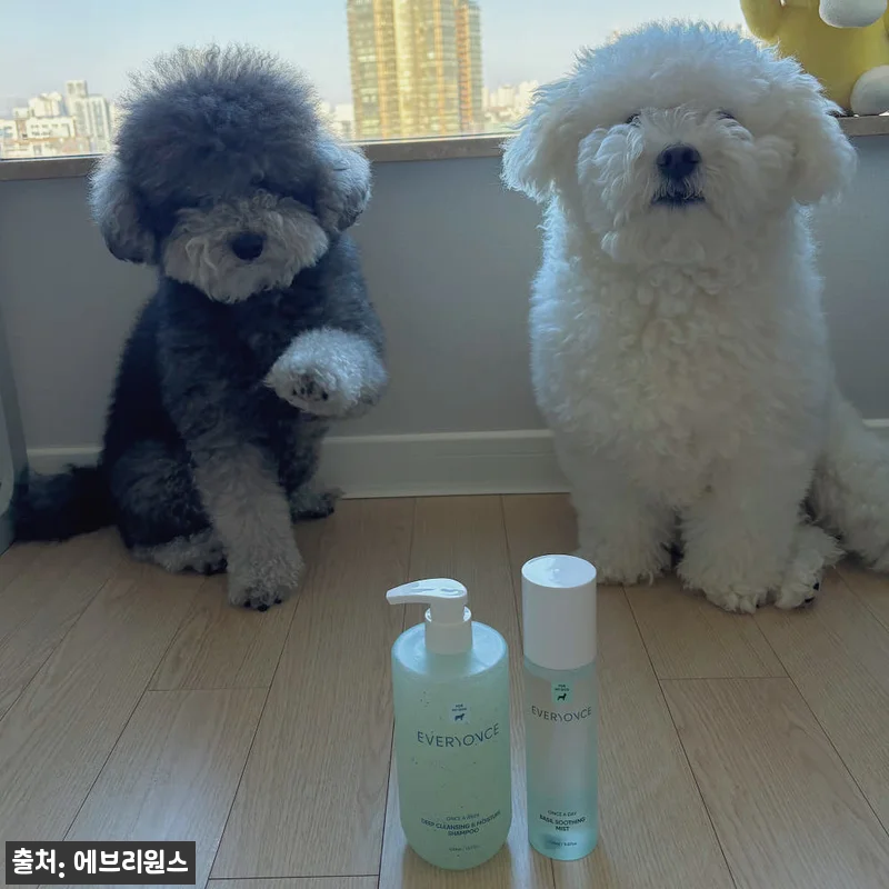 에브리원스 모공 깨끗 딥클렌징&보습 강아지 샴푸 400ml 사용후기 16 에브리원스 모공 깨끗 딥클렌징&보습 관련 이미지 7