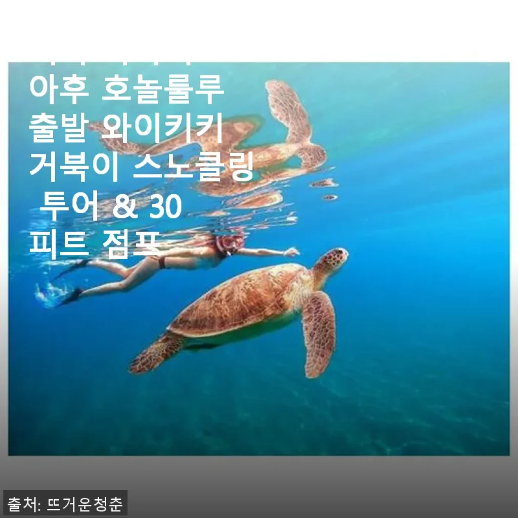 미국 하와이 오아후 호놀룰루 출발 와이키키 거북이 스노클링 투어 & 30피트 점프 체험 후기