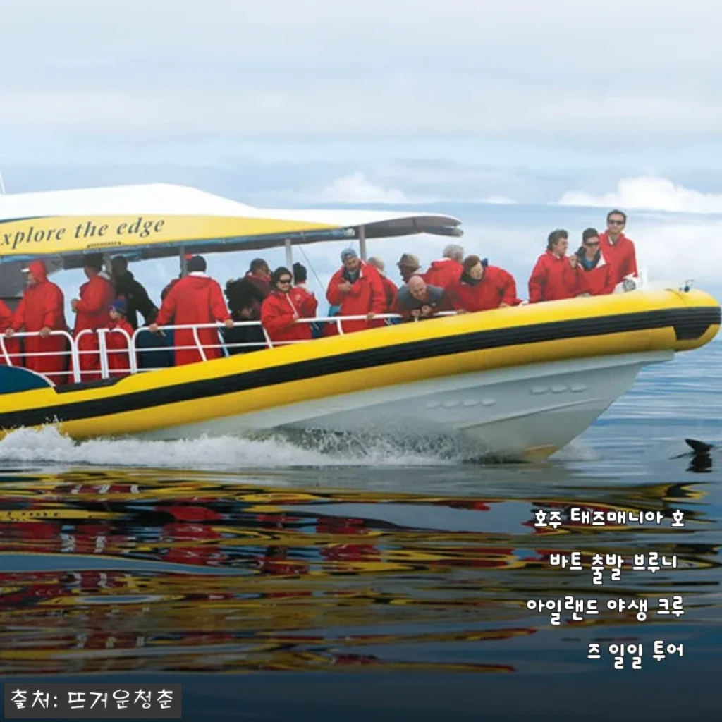 호주 태즈매니아 호바트 출발 브루니 아일랜드 야생 크루즈 일일 투어 후기