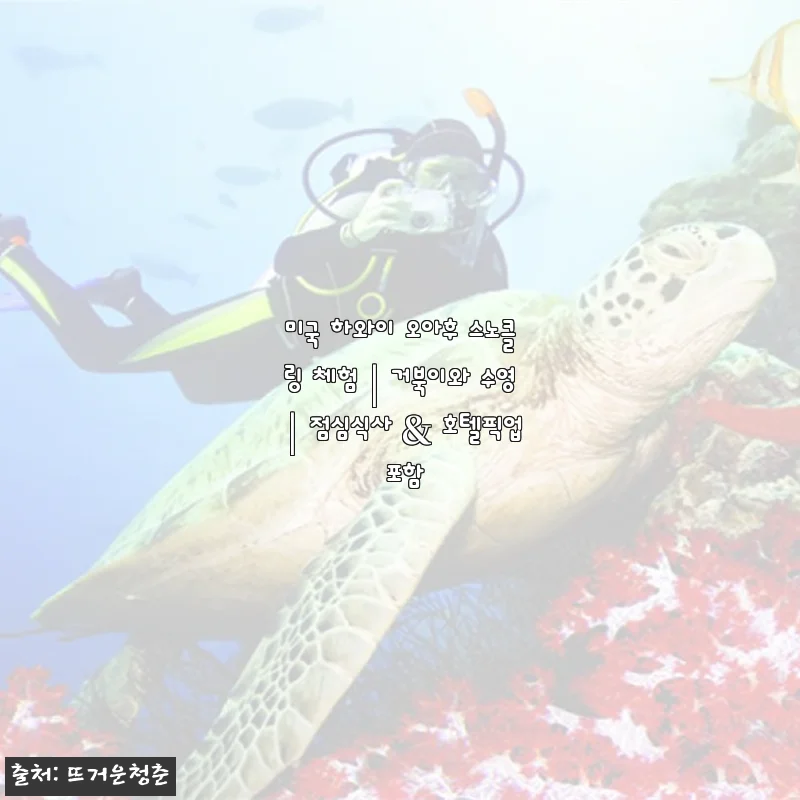 하와이 오아후 스노클링 체험 후기: 거북이와 함께한 특별한 하루