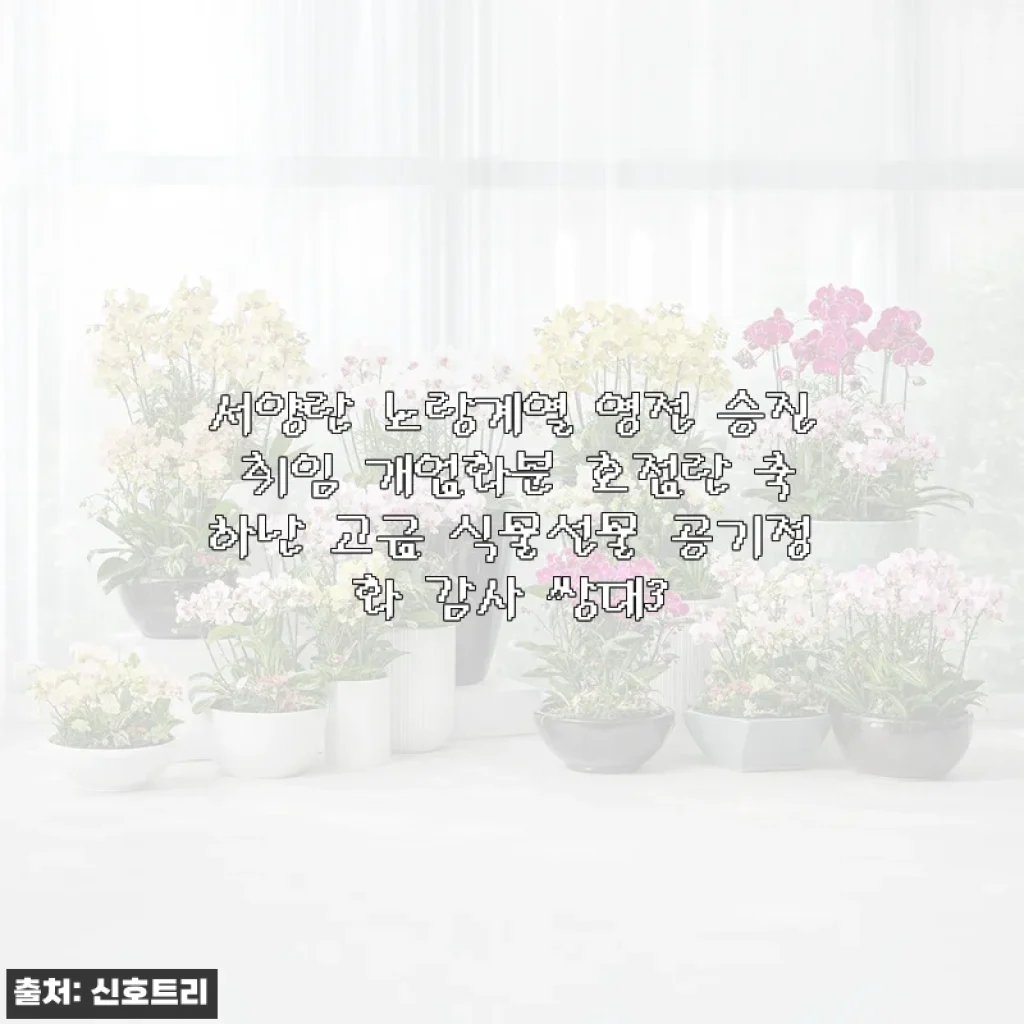 서양란 노랑계열 영전 승진 취임 개업화분, 공기정화까지 챙긴 고급 호접란 사용후기