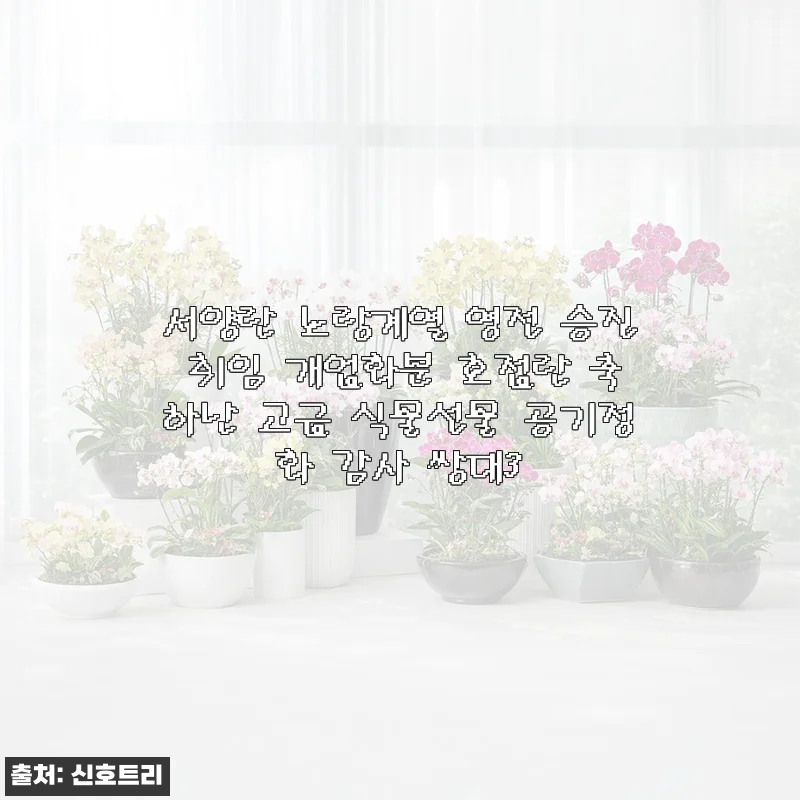 서양란 노랑계열 영전 승진 취임 개업화분, 공기정화까지 챙긴 고급 호접란 사용후기