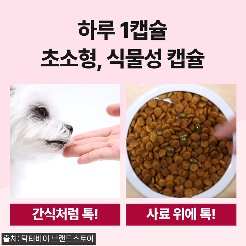 노견의 기운을 되찾아준 닥터바이 리버 관련 이미지 3