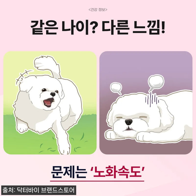노견의 기운을 되찾아준 닥터바이 리버 관련 이미지 4