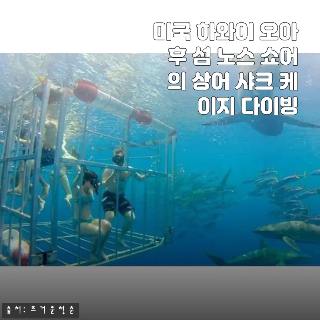 하와이 오아후 노스쇼어 샤크 케이지 다이빙 솔직 체험기, 예약부터 바다 속까지
