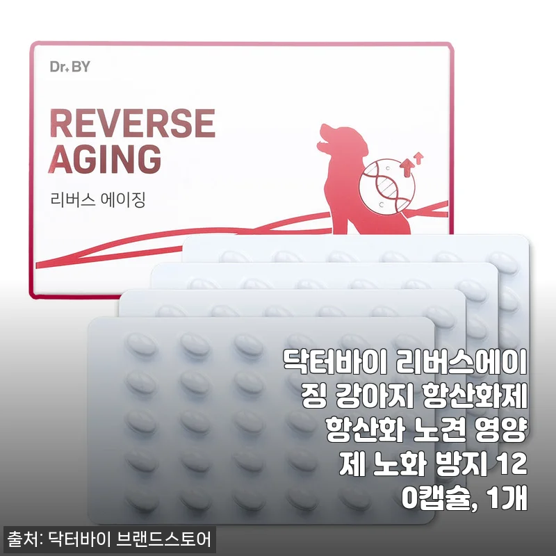노견의 기운을 되찾아준 닥터바이 리버스에이징, 항산화제 4개월째 솔직한 기록