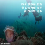 끄라비 피피섬 디스커버 스쿠버 다이빙, 초보도 거뜬하게 즐긴 솔직 후기