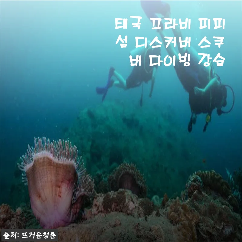 끄라비 피피섬 디스커버 스쿠버 다이빙, 초보도 거뜬하게 즐긴 솔직 후기