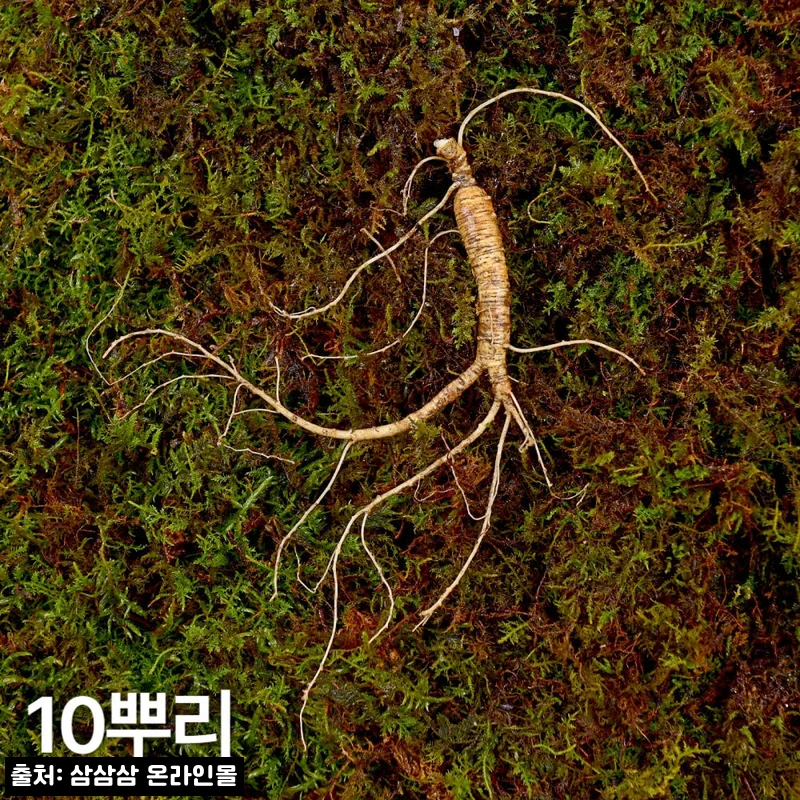 7·8년근 작은삼 산양산삼 10뿌리, 선물용으로 확인한 국내산 강원 산양삼 구매 포인트